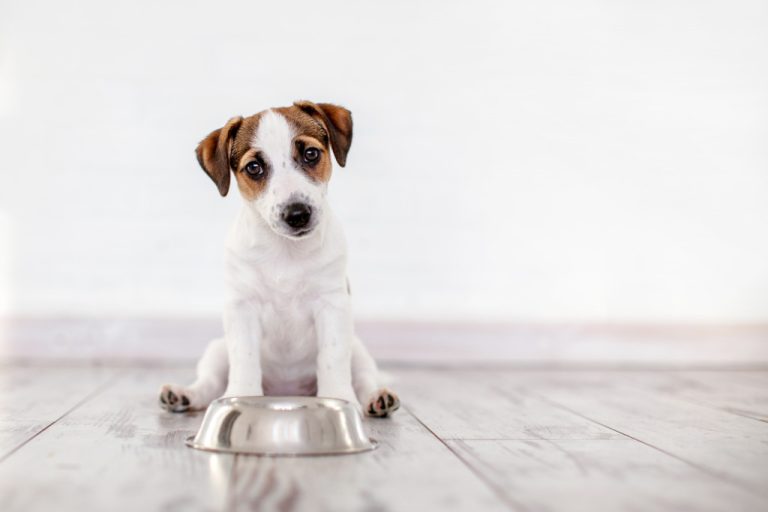 dog and food bowl