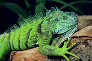 green iguana